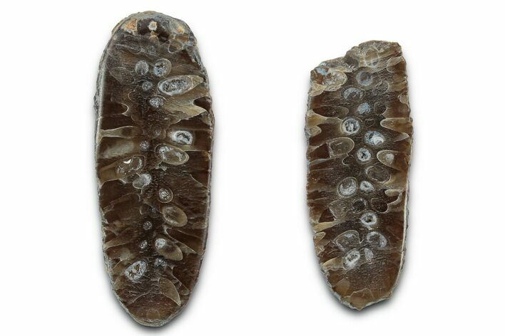 Cut & Polished Fossil Cycadophyte Cone - Boujdour, Morocco #346860